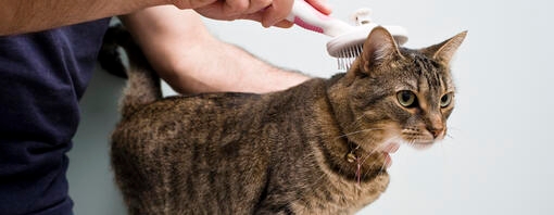 Cat Dandruff Causes Treatments Purina UK